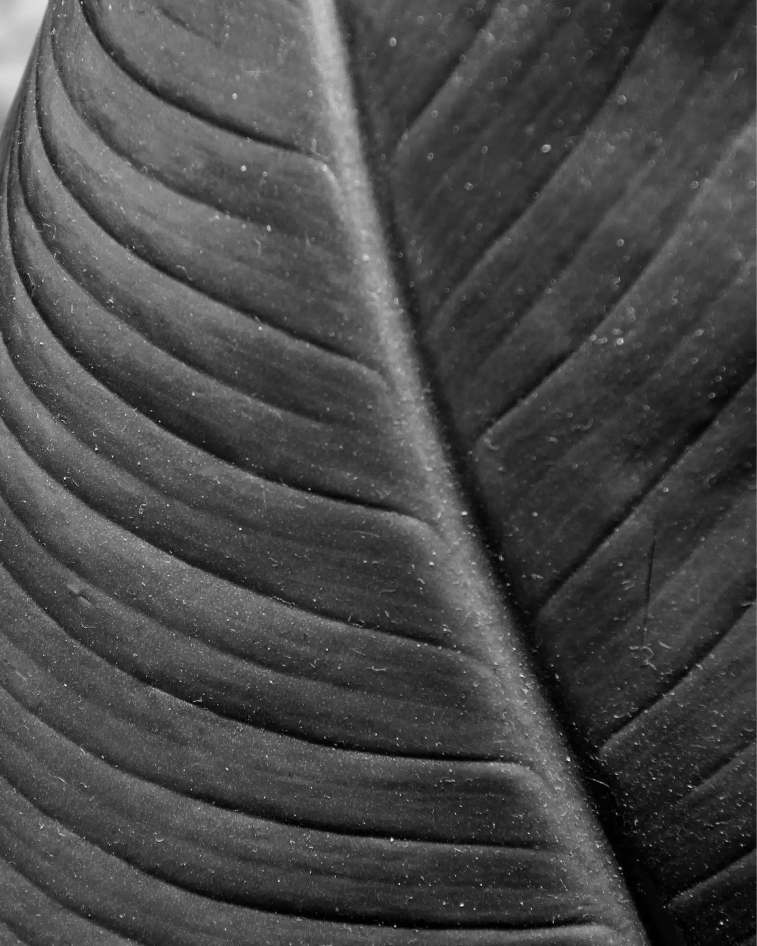 Gros plan d'une feuille couverte de poussière avec des veins proéminentes.
